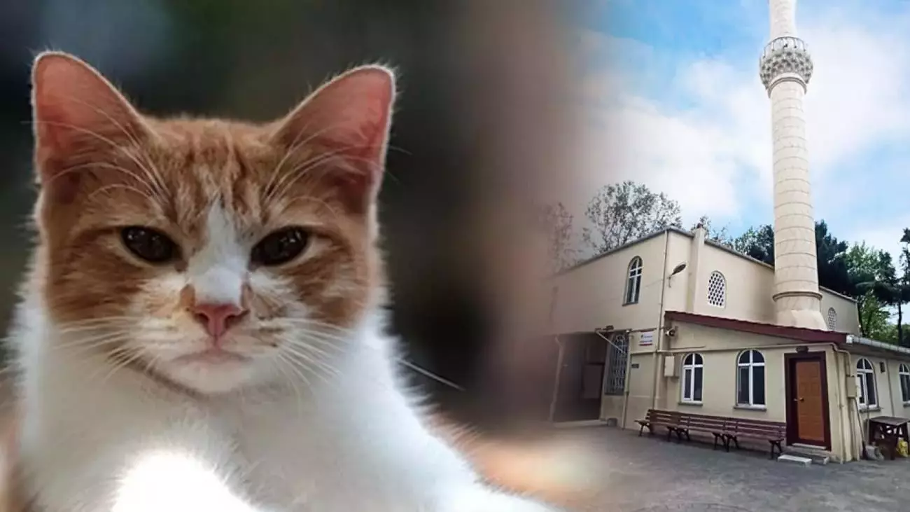 İstanbul’da Kedi, Camii Kapısını Açarak Herkesi Şaşırttı
