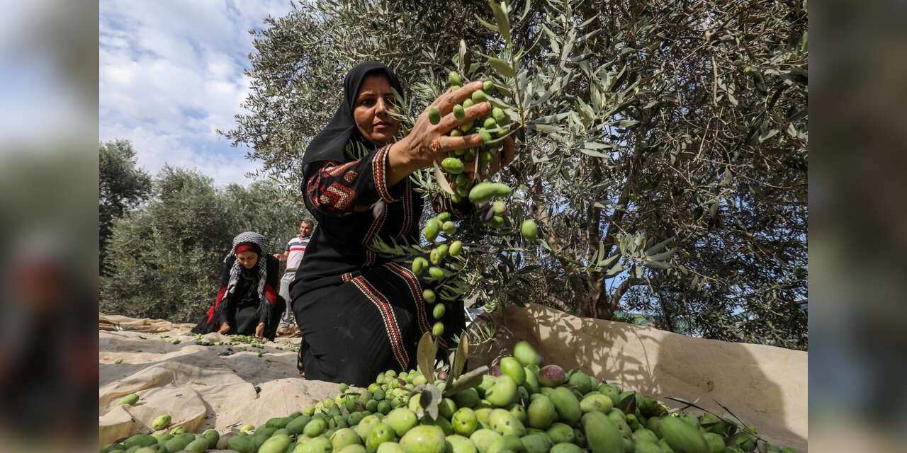 Filistin: Zeytin ağaçlarıyla süren direnişin hikâyesi