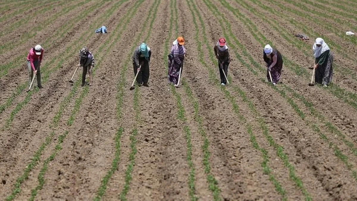 Çiftçilere 1,3 milyar liralık destek ödemesi başladı