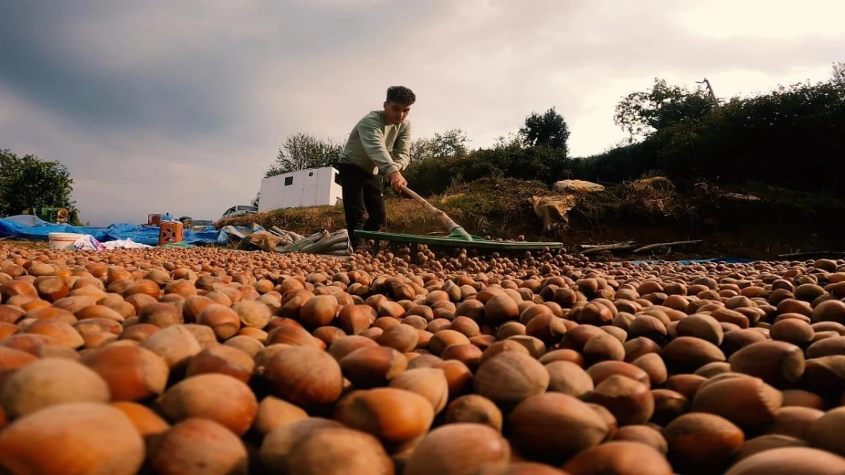 Ordu ve Giresun fındık borsaları denetim altında