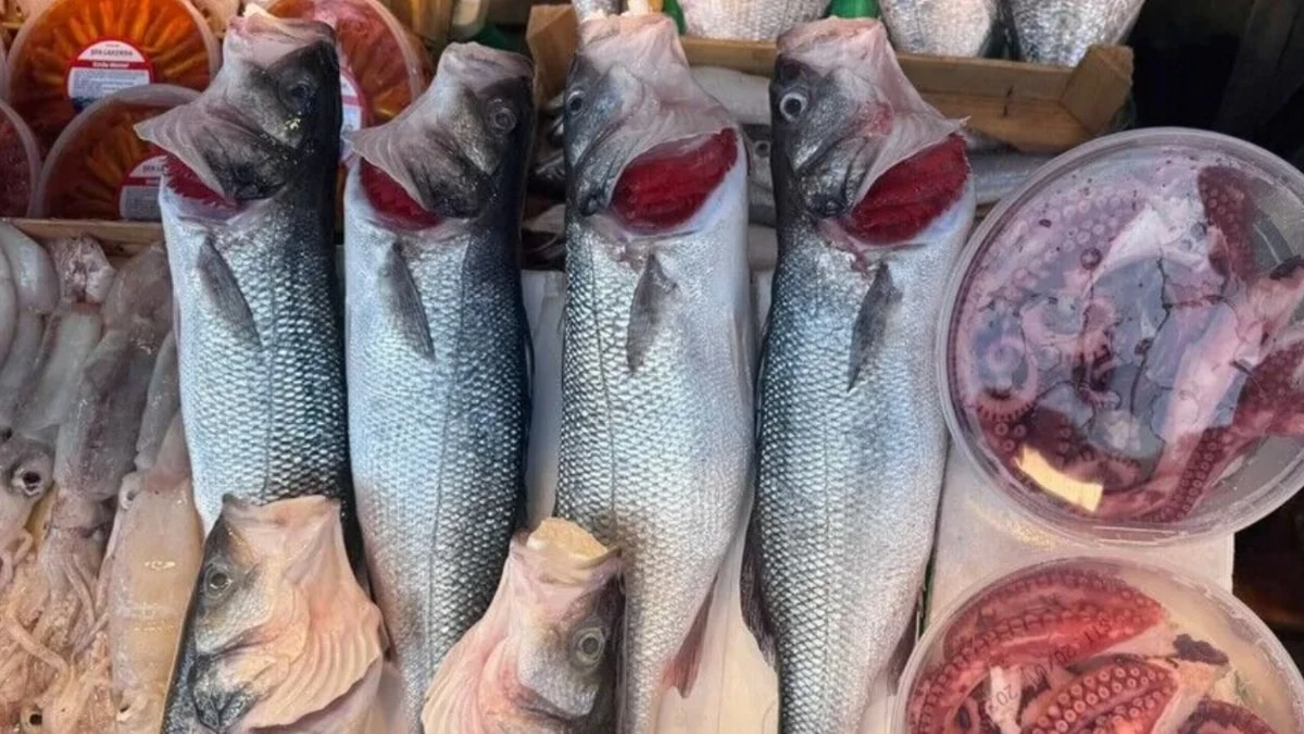 İstanbullu balıkçıların yüzü bu sezon bereketle güldü