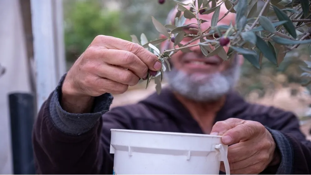 Ürdün’de zeytin hasadı gelecek ay başlayacak