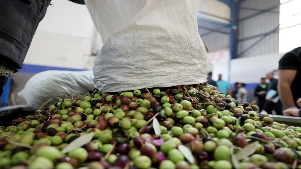 Jerash zeytin üretiminde 60 bin ton bekliyor