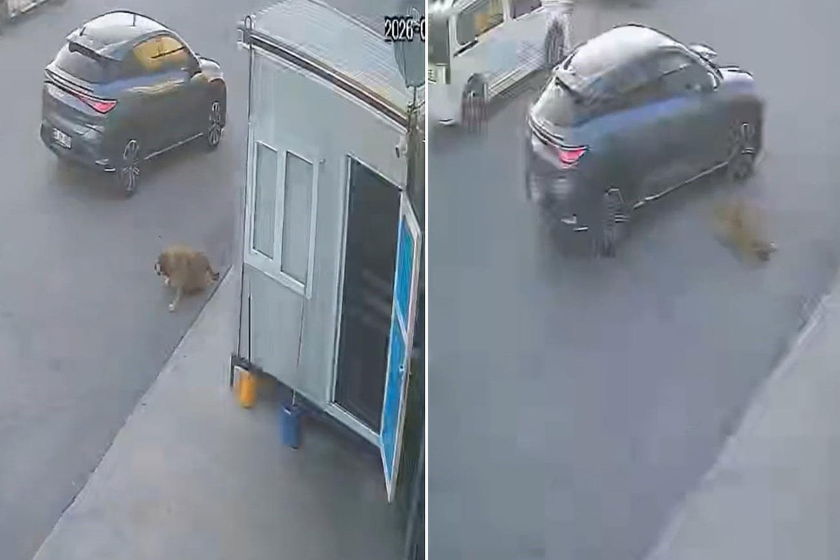 Afyonkarahisar’da sokak köpeğine çarpan sürücü kaçtı