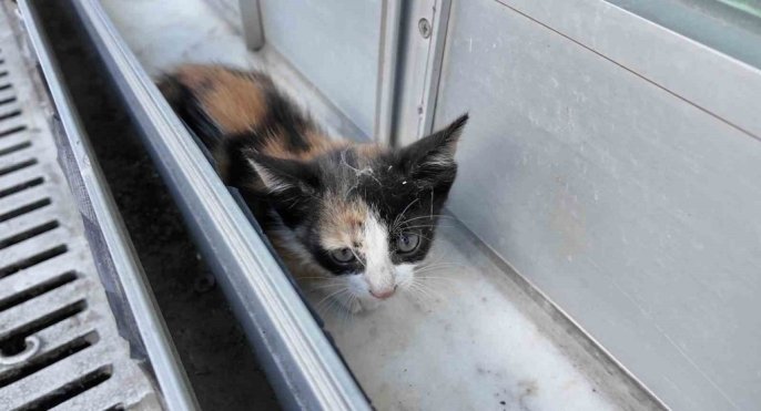 Arnavutköy’de Yavru Kedi Dış Cephe Tabelasında Kurtarıldı
