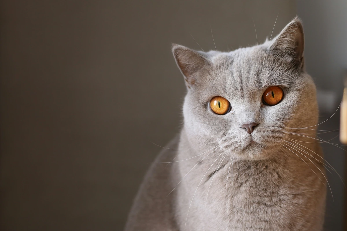 British Shorthair Özellikleri ve Bakımı: Kapsamlı Rehber