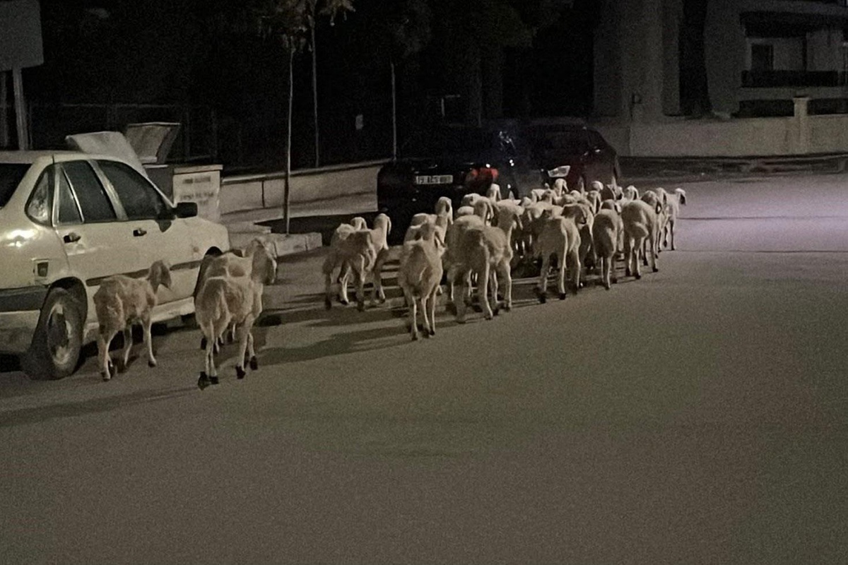 Çorum’da kapıyı kırıp kaçan koyunlar boş arazide bulundu