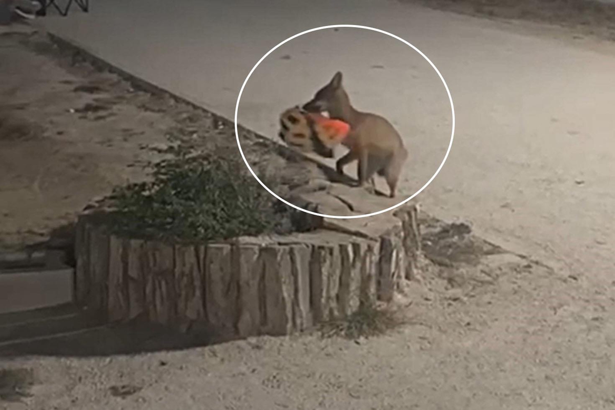 Edirne’de yavru tilki bisikletçinin kaskını kaptı