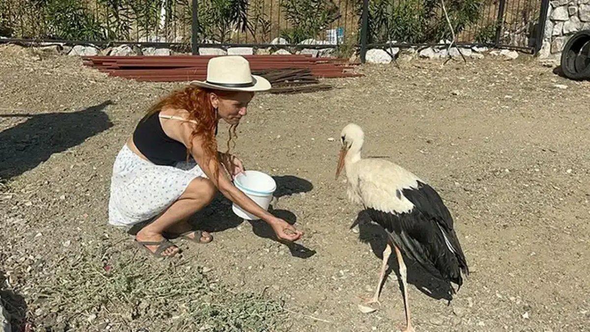 Fethiye’de Leylek, Aynı Bahçede Bir Haftadır Dinleniyor