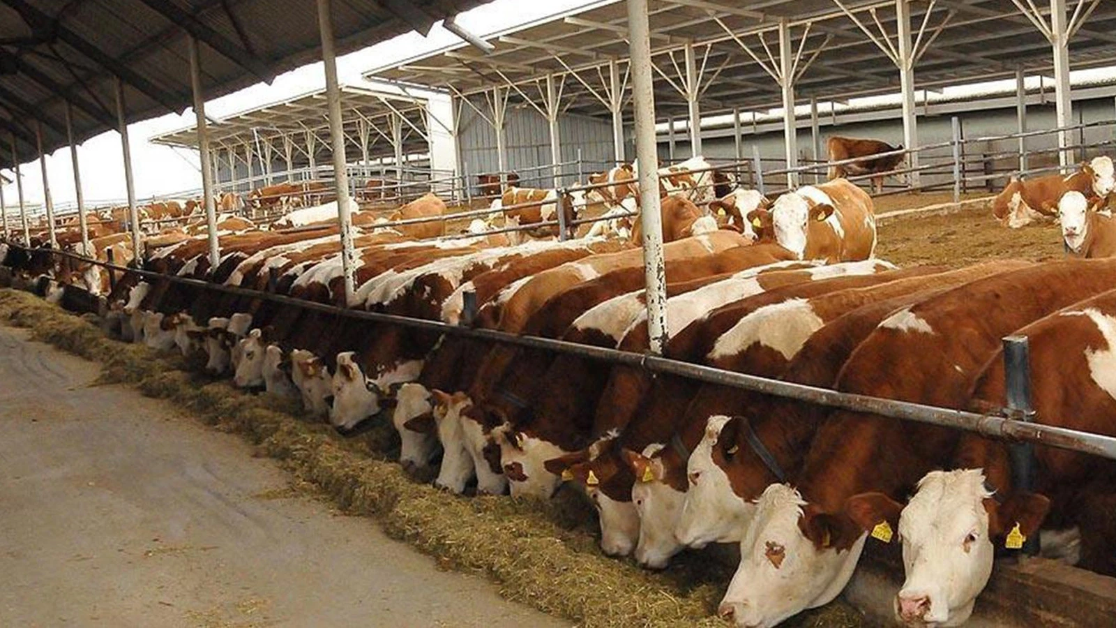 2027’de 480 bin baş besilik erkek sığır ithal edilecek
