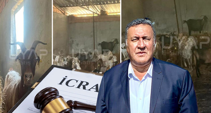 Keçiler de icralık oldu: Hayvancılıkta alarm veriliyor