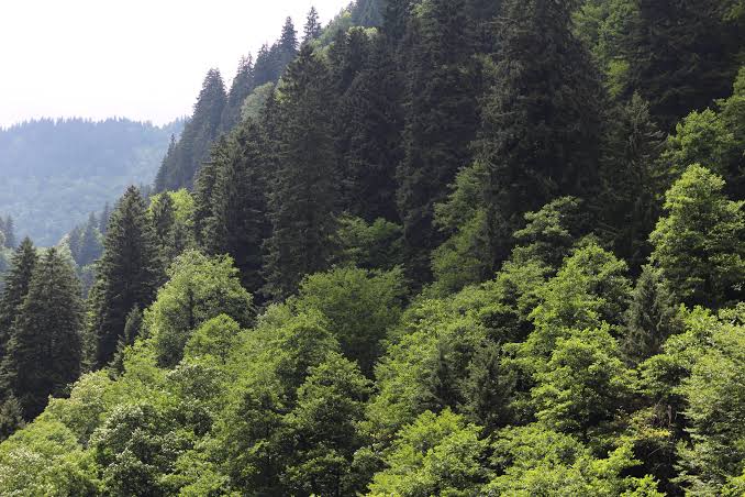 Karbon Ayak İzi Vergisi İddiasının Gerçek Yüzü Açıklandı
