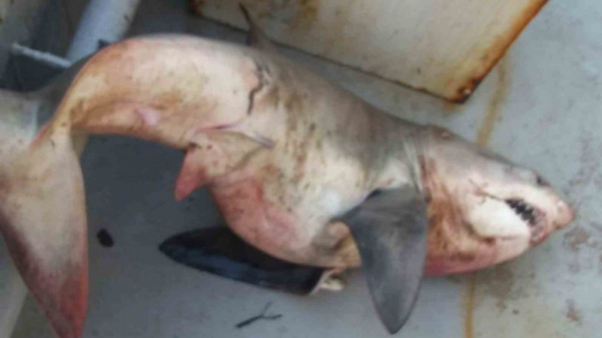 Saros Körfezi’nde 65 Kiloluk Köpek Balığı Sürprizi