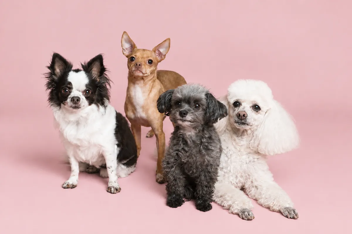 Süs Köpeği Cinsleri: Küçük Irklar İçin Bakım Rehberi