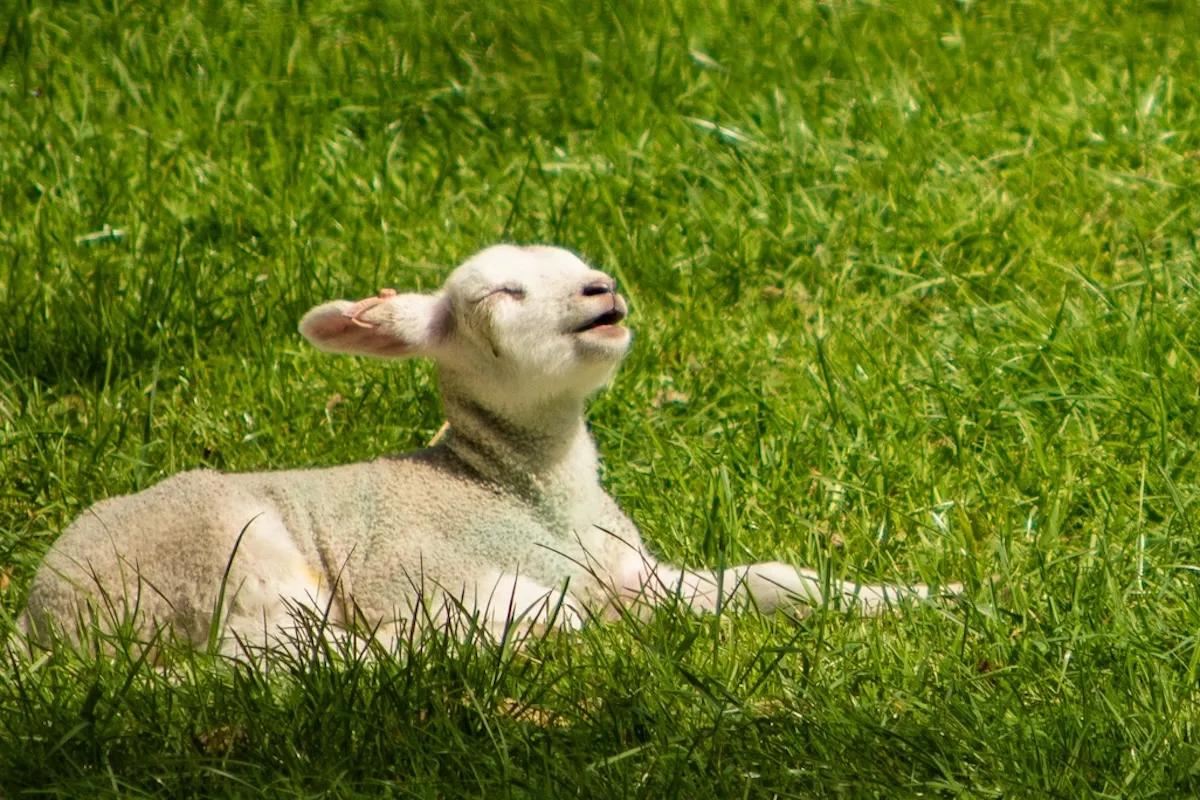 Veganlık Nedir? Beslenme, Etik ve Yaşam Rehberi