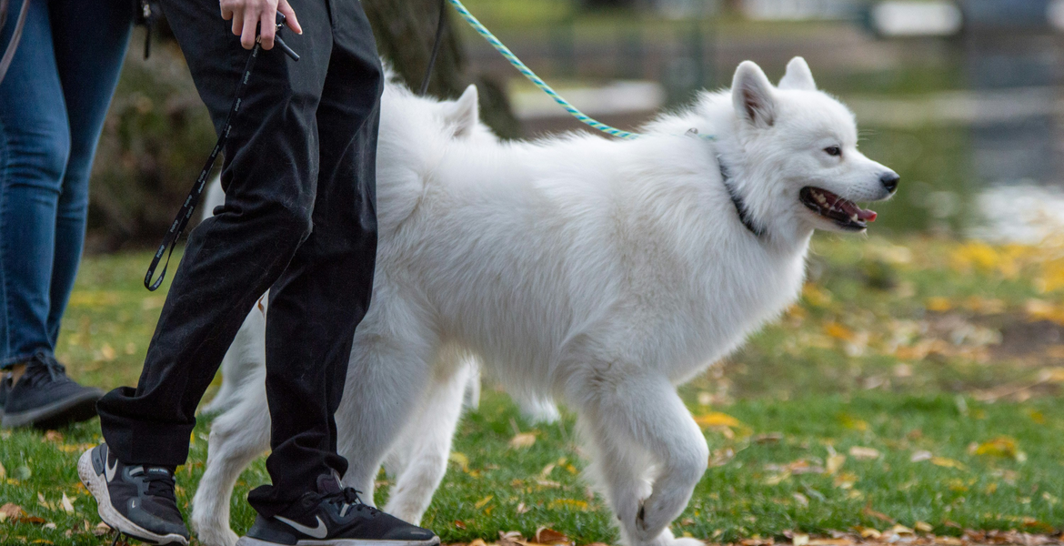 Skellefteå’da köpek yürüyüşleriyle akşam güvenliği