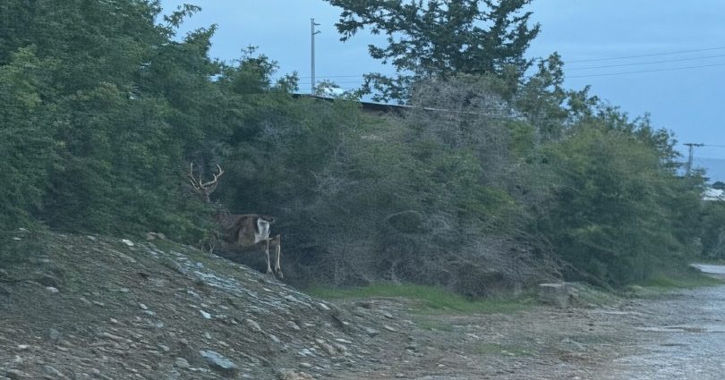 Gaziveren’deki geyik için kurumlara müdahale çağrısı